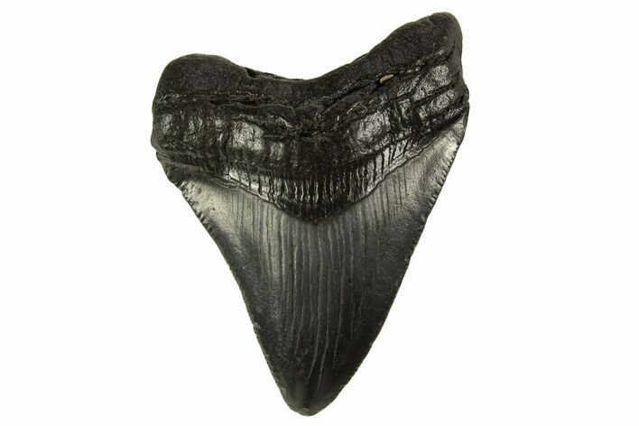 Serrated, Juvenile Megalodon Tooth - South Carolina #332129